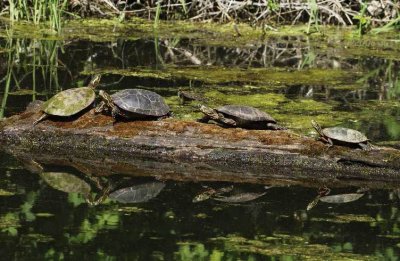 Turtles Reflecting on Life...