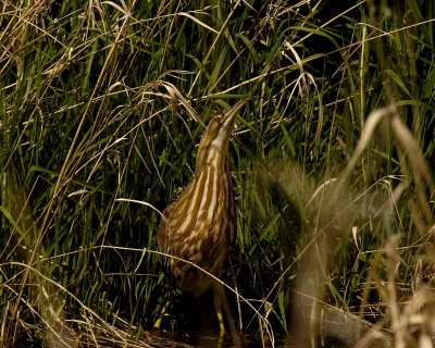 American Bittern....You can't see me