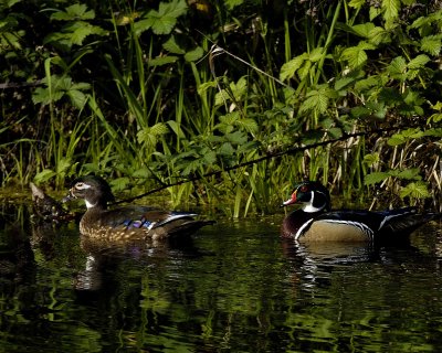 A pair of Wood Ducks
