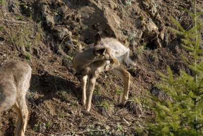 Olympic White Tail Yearling Fawn I