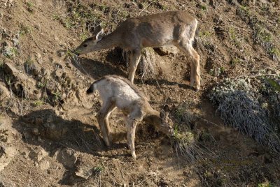 Olympic White Tail Yearling Fawn and Mother