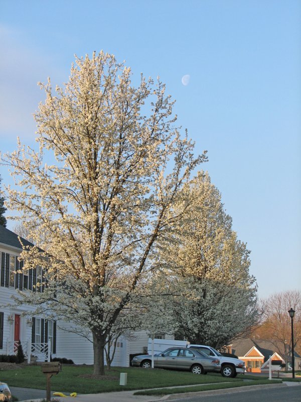 Moon and blossoms