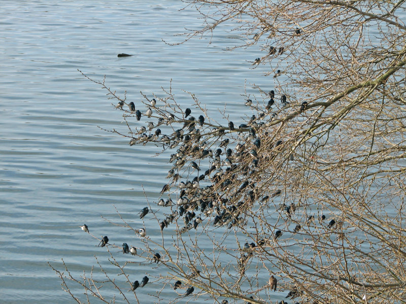 Gathering of birds