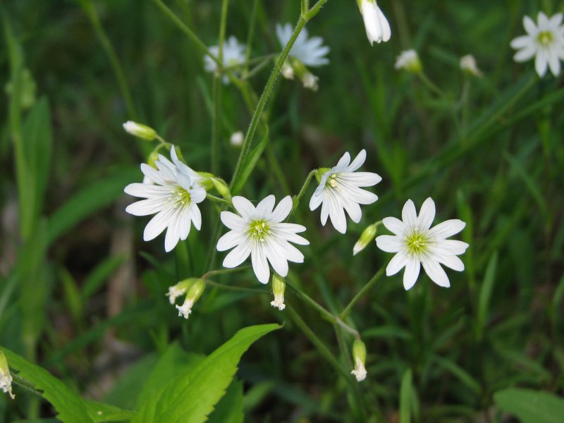 Unknown white flowers