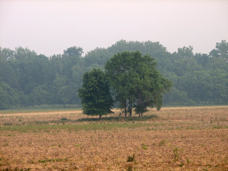 Trees in the field