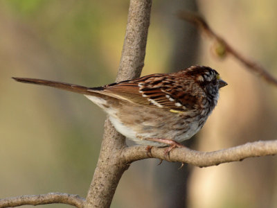 The sparrow