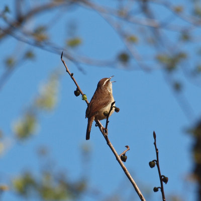 The wren sings a song to Spring time
