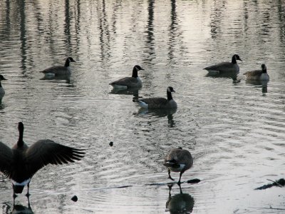 The geese waking up