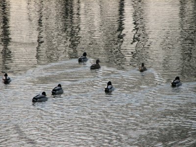 The ducks moving out