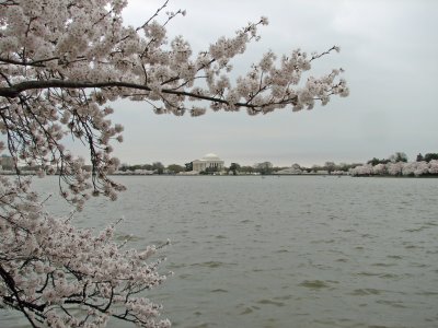 Blossoms and Jefferson Memorial 2