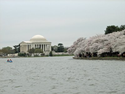 Blossoms and Jefferson Memorial 4