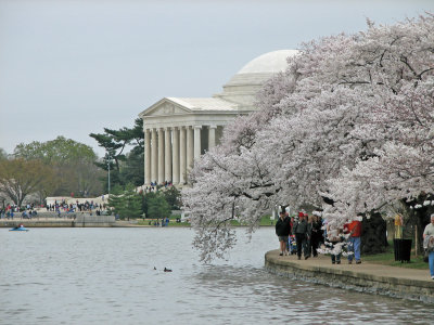 Blossoms and Jefferson Memorial 5