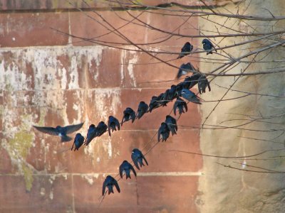 Tree Swallows?