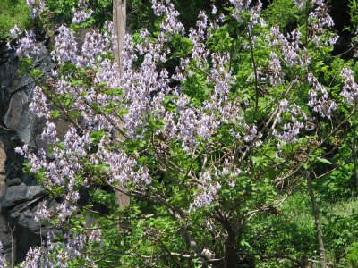 Tree with purple spring flowers - Paulownia?