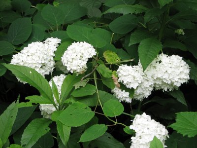 Flower bunches