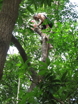 Up on the Mango tree plucking mangos