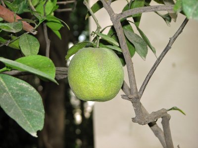 Ripening Mosambi