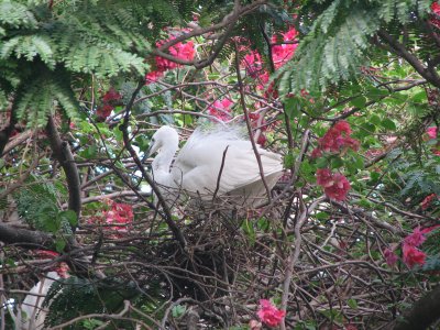 Nest on the peltophorum tree