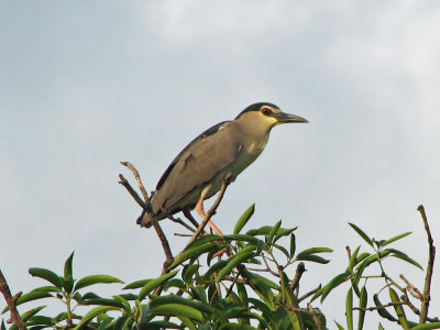 Night Heron_2