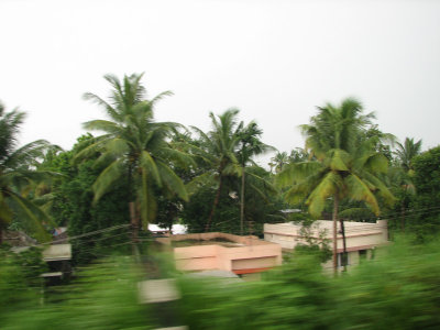 Speeding past houses and palm trees