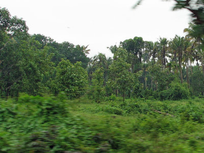 Green Kerala - God's own country