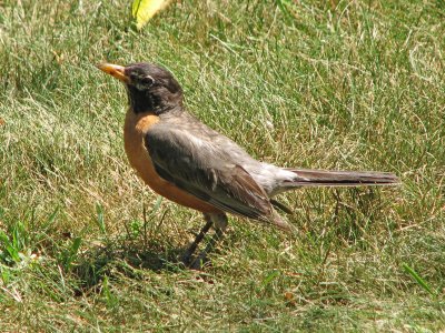 The Robin's Nest