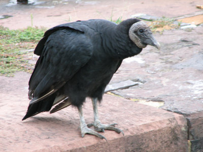 Vultures_5