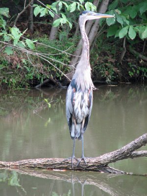 Another Heron