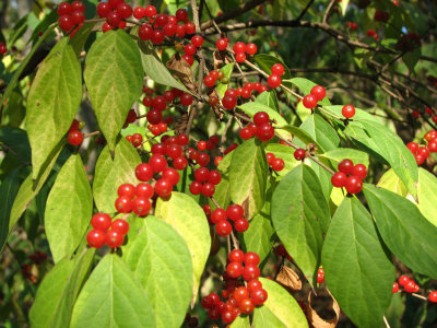 Spice bush berries_1