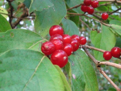 Spice bush berries_2