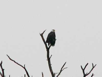 My first shot of an American Bald Eagle!