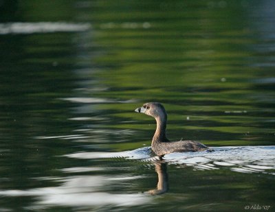 Pied-billed Grebe 2