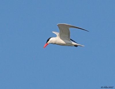 Fishin Gull