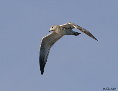 Young Gull in Summer