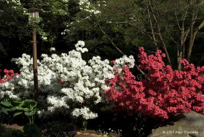 Sayen Gardens, Hamilton, NJ