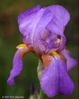 Nature Images