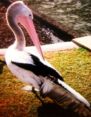 Perry O'Pelly