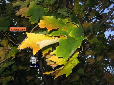these awesome autumn winds...