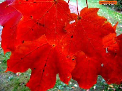 leafy embers of the spirited 17th  :):):)