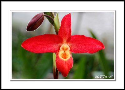 Phrag. besseae 'Fox Valley Fireball'