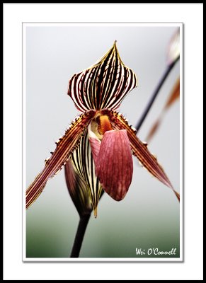 Paph. Prince Edward of York