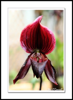 Vini-Color Paphiopedilum Hybrids