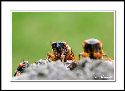 Cicada  Invasion