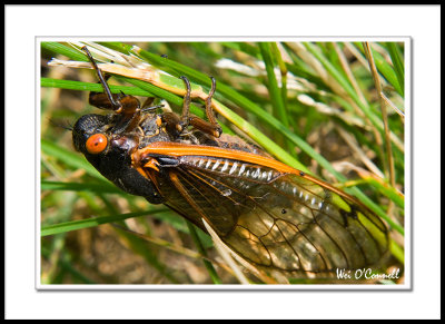 Cicada