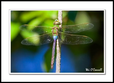 Dragonfly