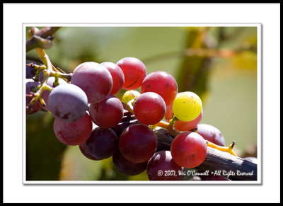 Harvest Season