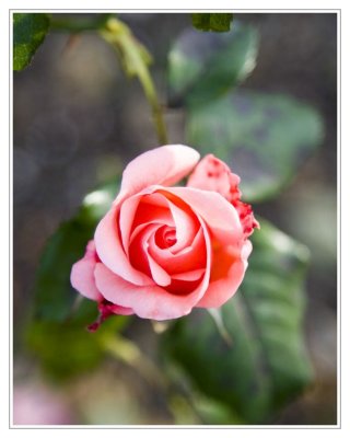 _MG_2769_f.jpg