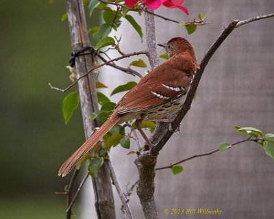 Brown Thrasher 02.jpg