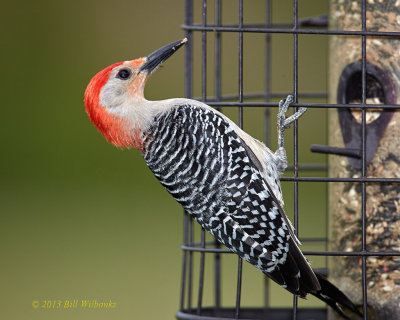 Red-bellied Woodpecker.jpg