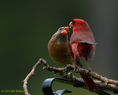 Feeding Momma 02.jpg